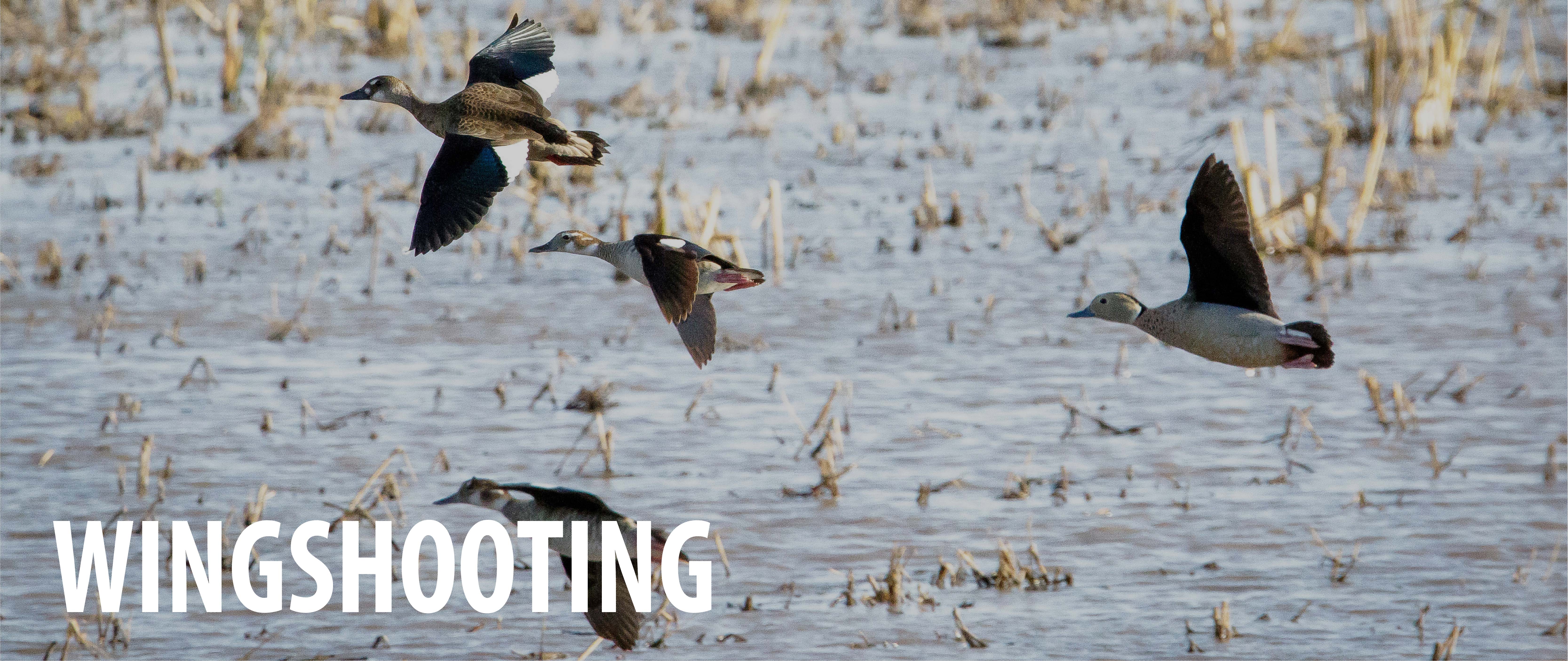 WINGSHOOTING