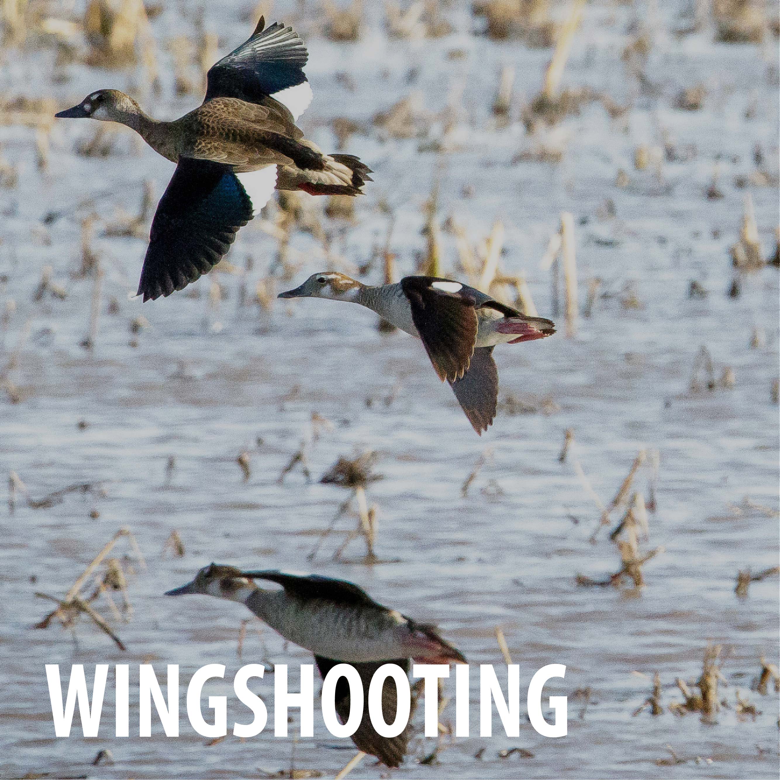WINGSHOOTING